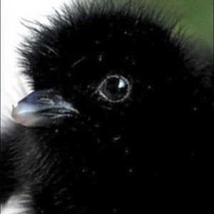 Meet your Posher, Jackson